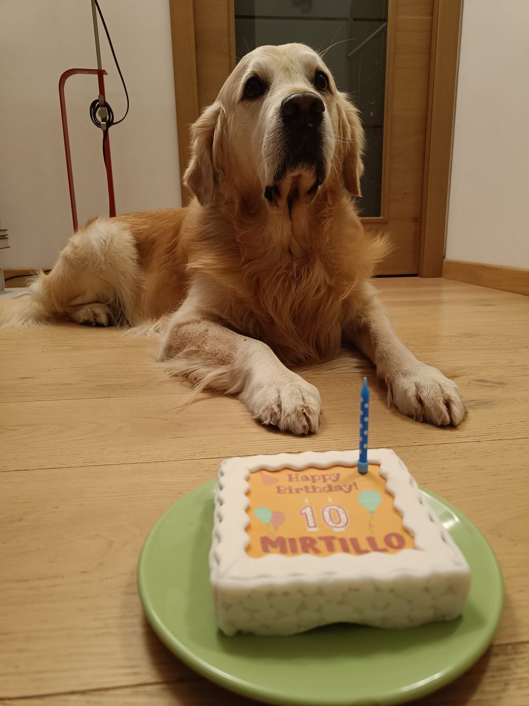 Customer photo review of Torta Per Cani Happy Birthday Personalizzabile Con NOME E ANNI