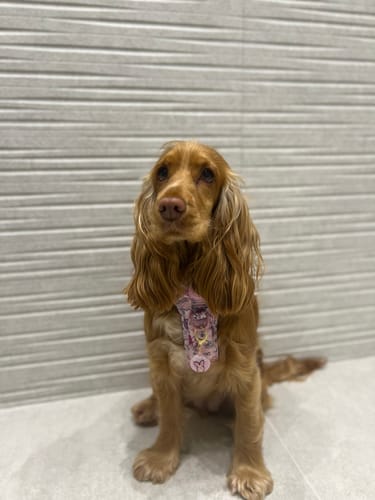 Customer photo review of Tough Trails™ Harness - Piglet