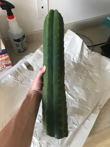 Customer photo review of San Pedro Cactus Cuttings | Echinopsis (Trichocereus) pachanoi Cuttings