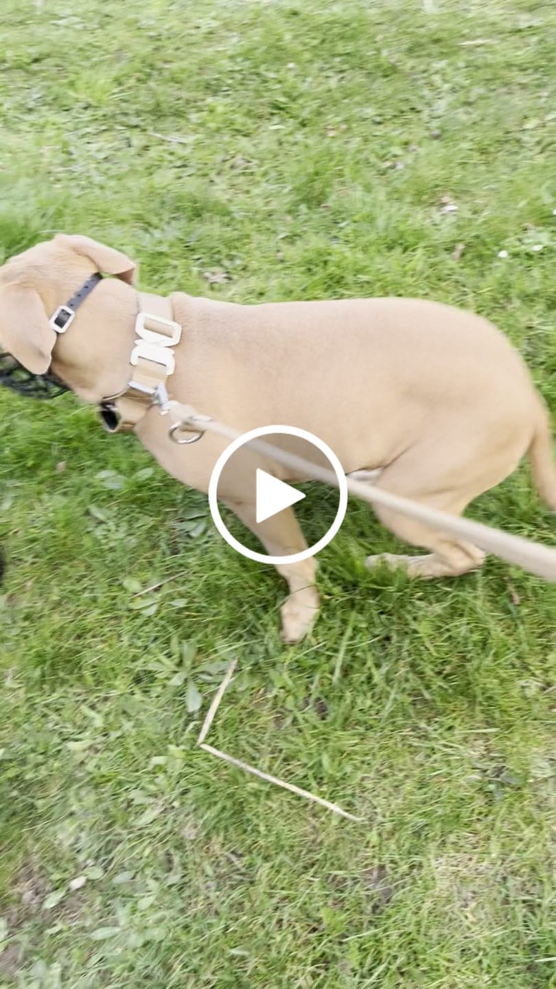 Customer video review of Double Ended Training Lead | All Breeds - Durable & Soft 2m Lead - Military Tan