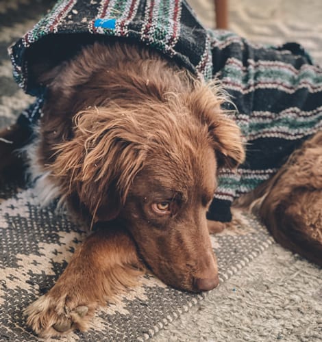 Customer photo review of Playa Poncho - Surprise Color