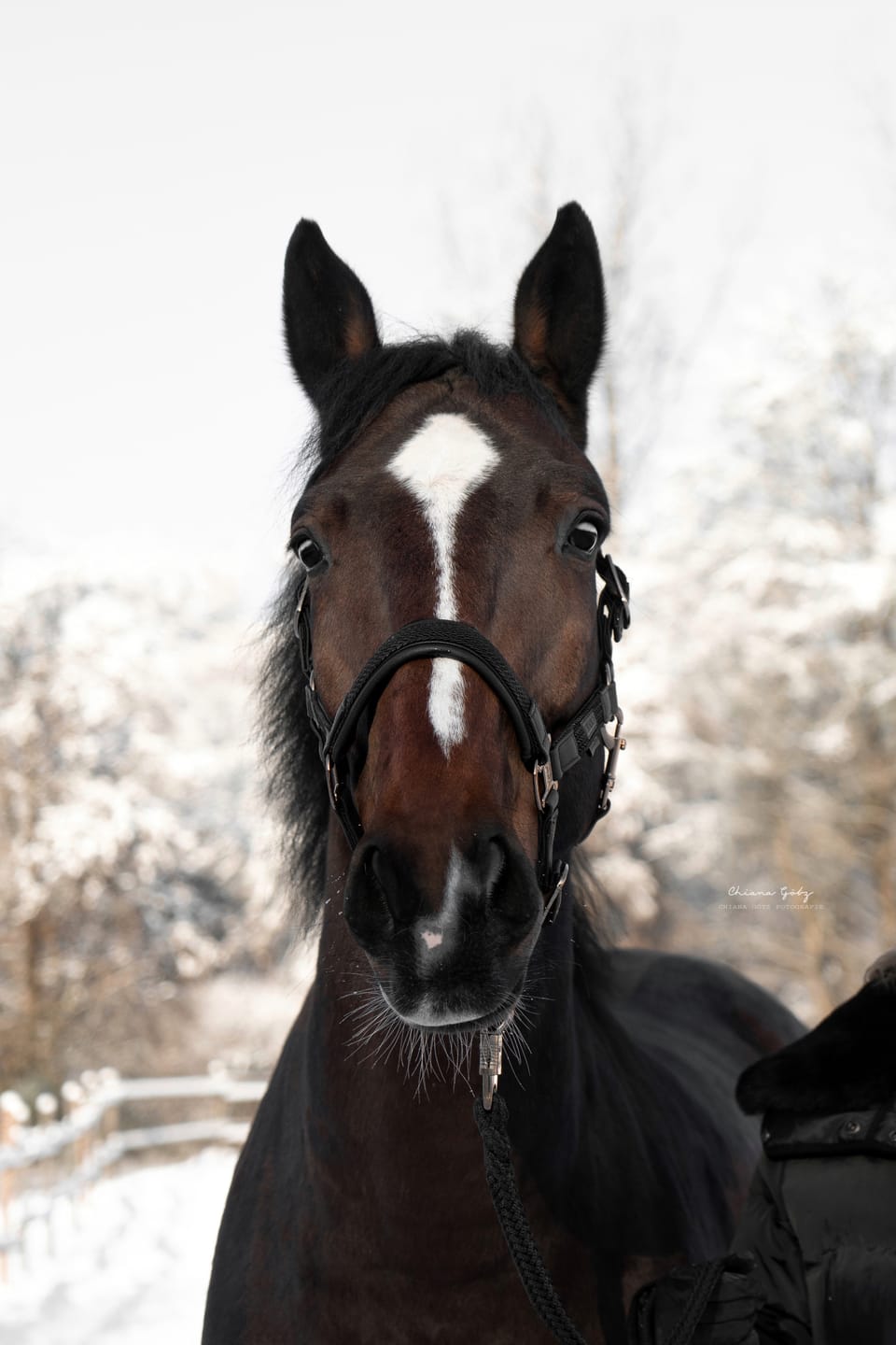 Customer photo review of Mikronährstofftest - Mängel Pferd