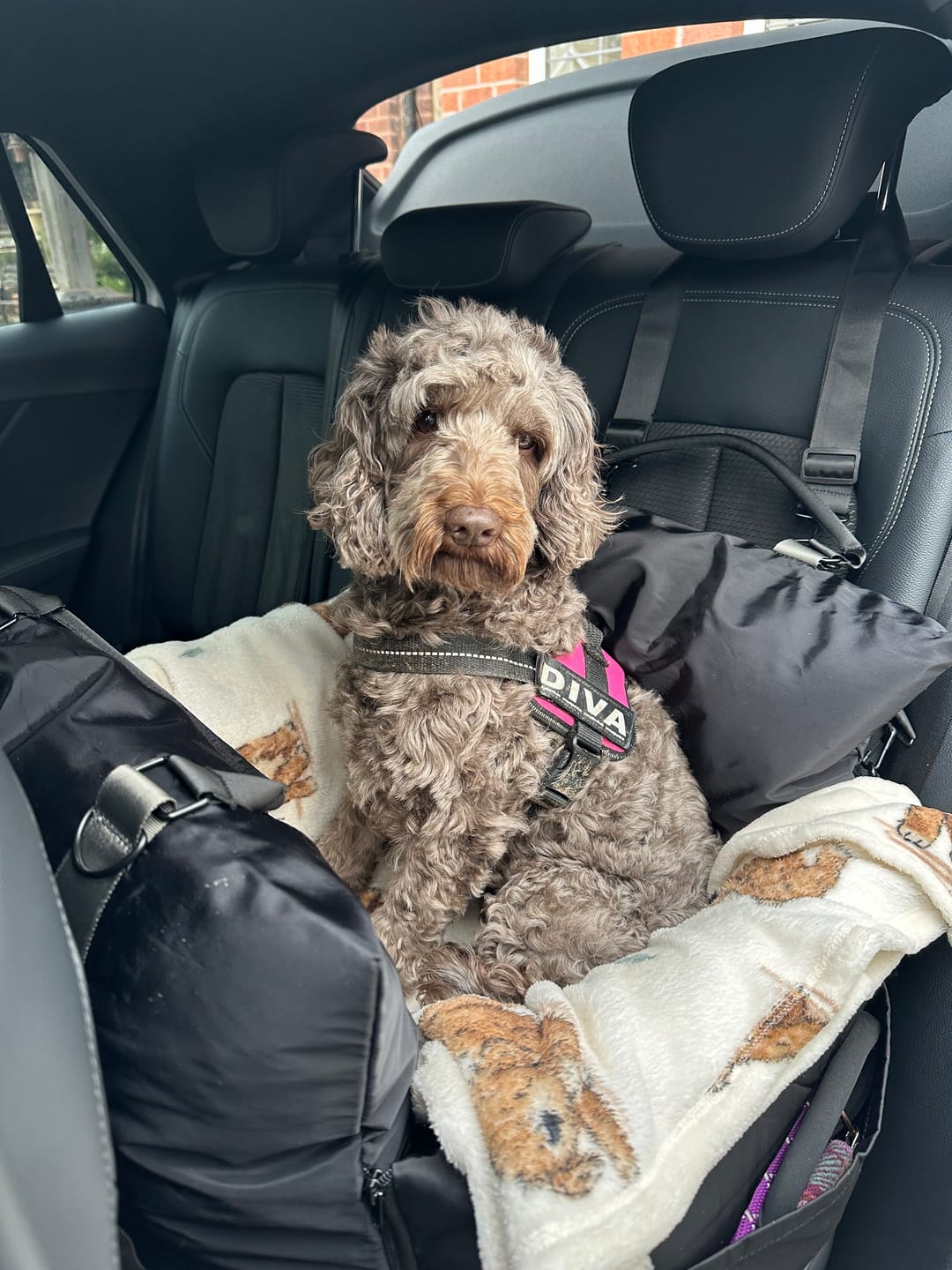 Customer photo review of Travel Dog Pod