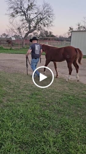 Customer video review of OptiWize Collagen +Plus Horse Joint Supplement