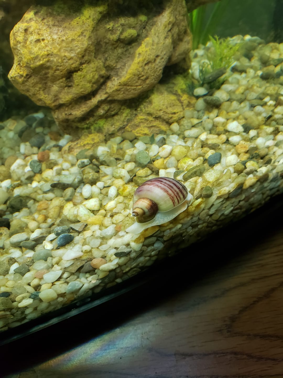 Customer photo review of Magenta Mystery Snail