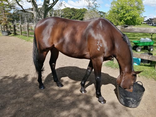 Customer photo review of EquiBind
