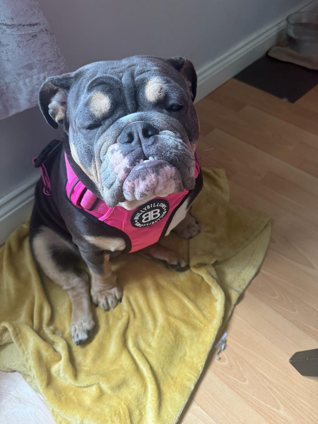 Customer photo review of Premium Comfort Harness | Non Restrictive & Adjustable - Magenta