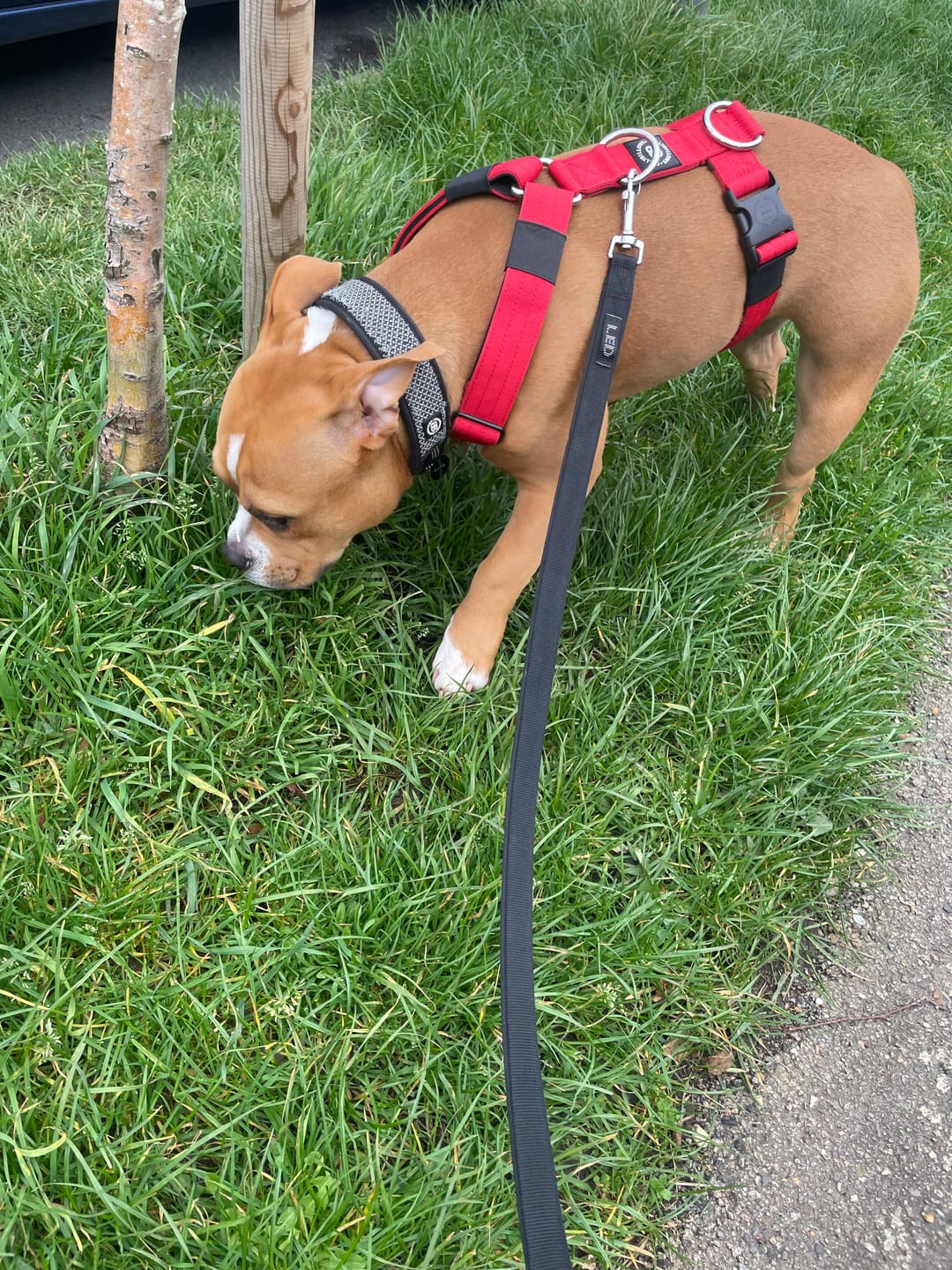 Customer photo review of TRI-Harness® | Anti-Pull, Adjustable & Durable - Dog Trainers Choice - Red v2.0