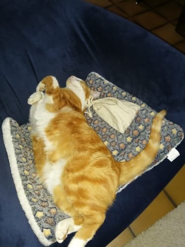 Avis photo d'un client sur Croquettes Chat Stérilisé Sans Céréales - Poulet