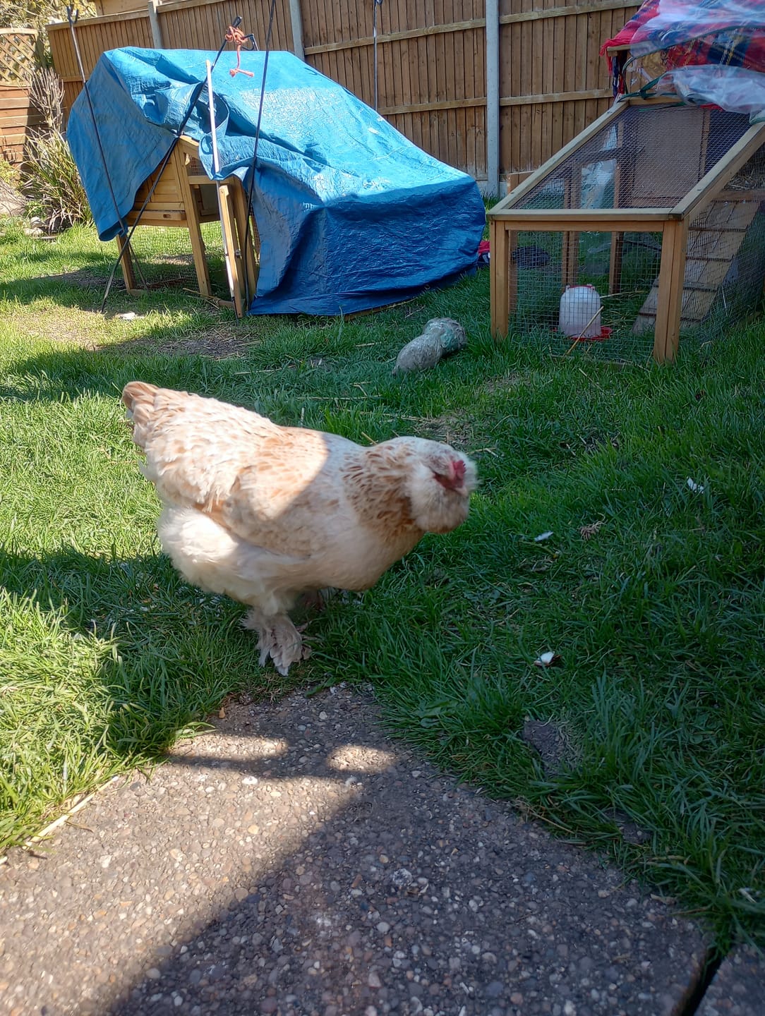 Customer photo review of Chick Crumb Food 1.8kg / 5.5kg - Food For Chicks, Duckling & Quail