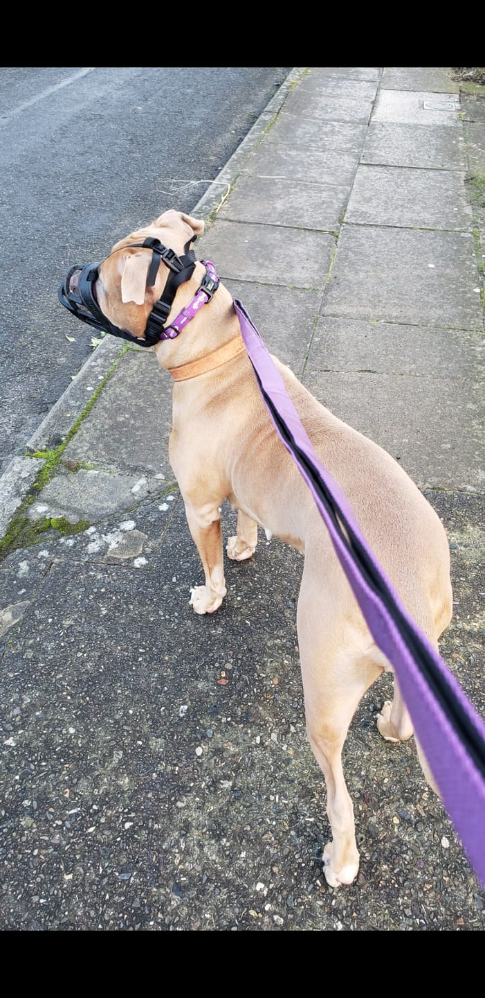 Customer photo review of Ladder Lead - Multiple Handles During Walks - Purple