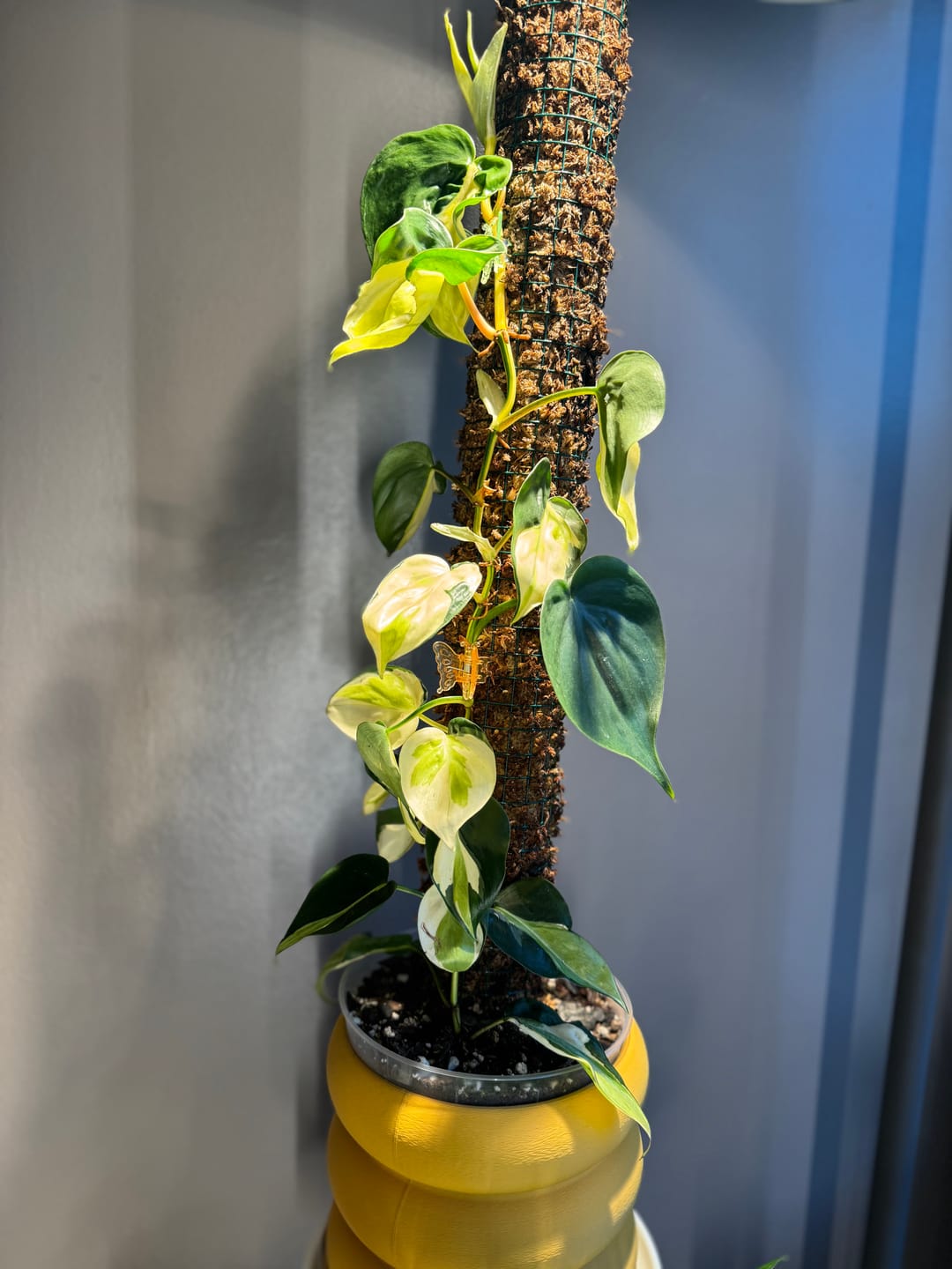 Customer photo review of Philodendron hederaceum 'Gabby' - PRE ORDER
