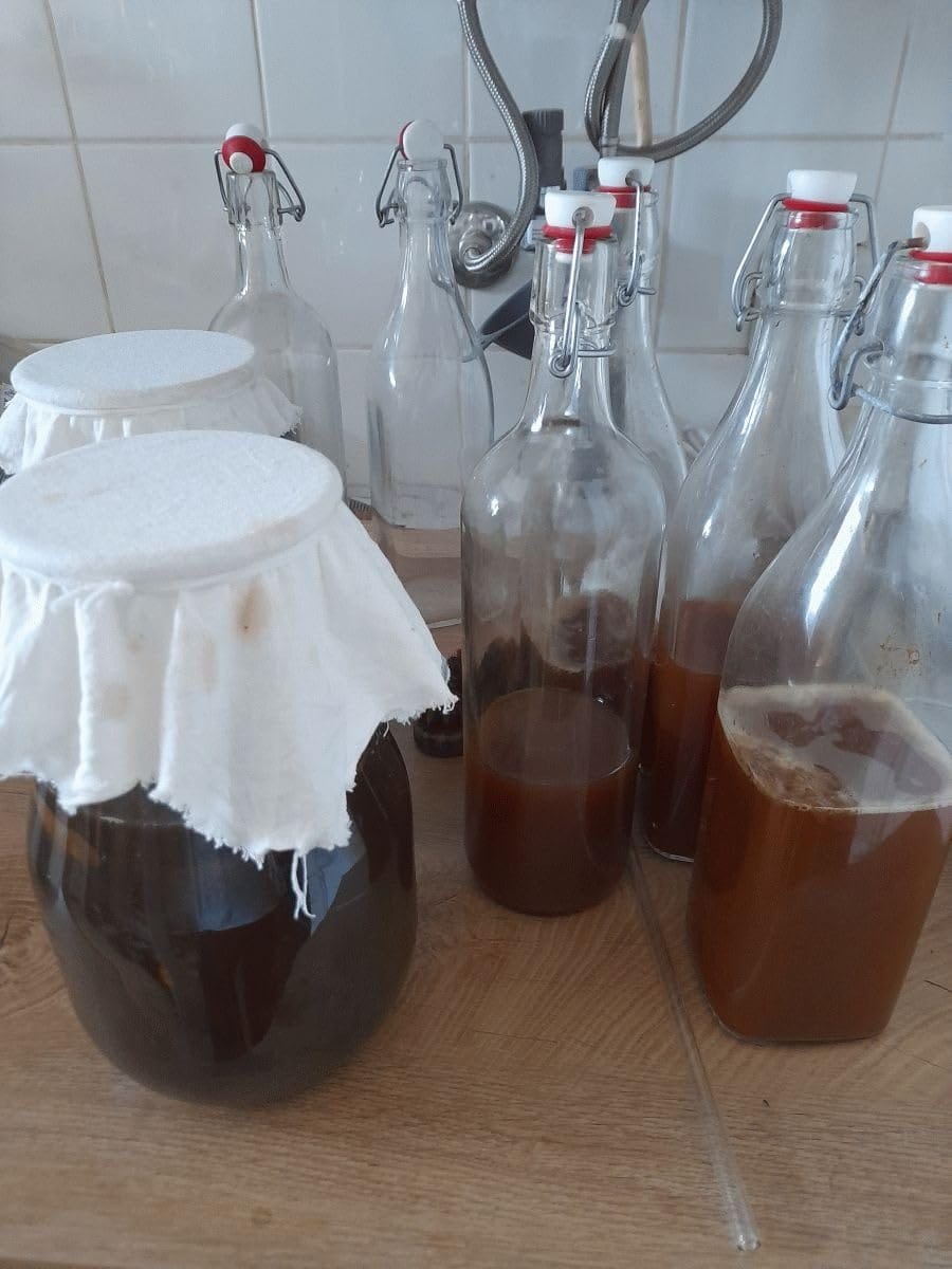 Customer photo review of Kombucha-Meisterkit: BIO Scoby & Starterflüssigkeit