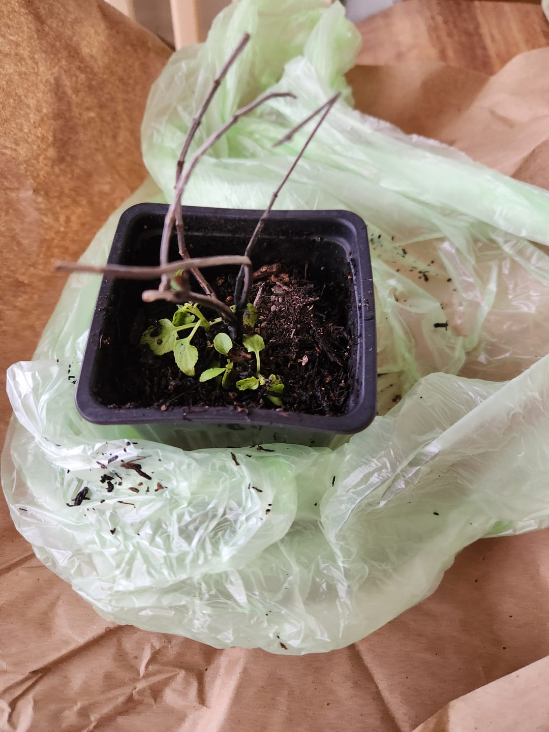 Customer photo review of Salvia 'Augusta Duelberg’