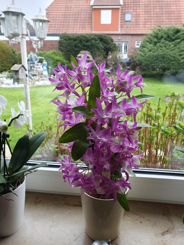 Customer photo review of Table Dance Orchidee mit weißen Blüten und 3+ Stielen