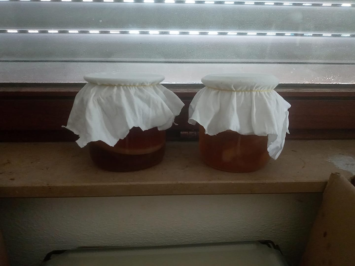 Customer photo review of Kombucha-Meisterkit: BIO Scoby & Starterflüssigkeit