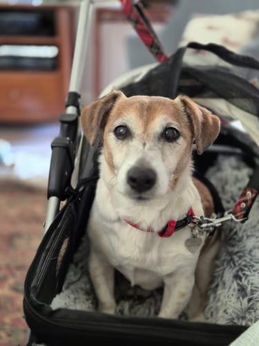 Customer photo review of Pawz Compact & Comfortable Pet Stroller