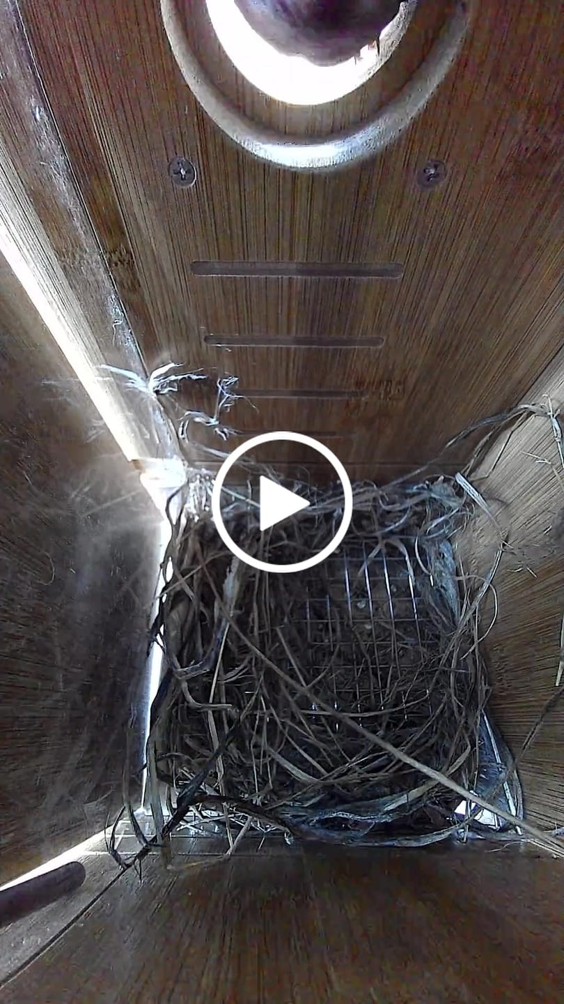Customer video review of Birdfy Nest - Smart Bird House with Dual Cameras