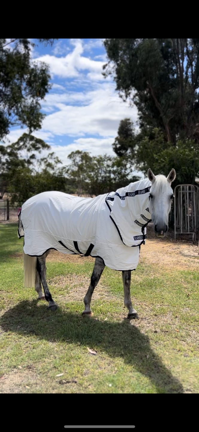 Customer photo review of Rambo Natura Summer Sheet