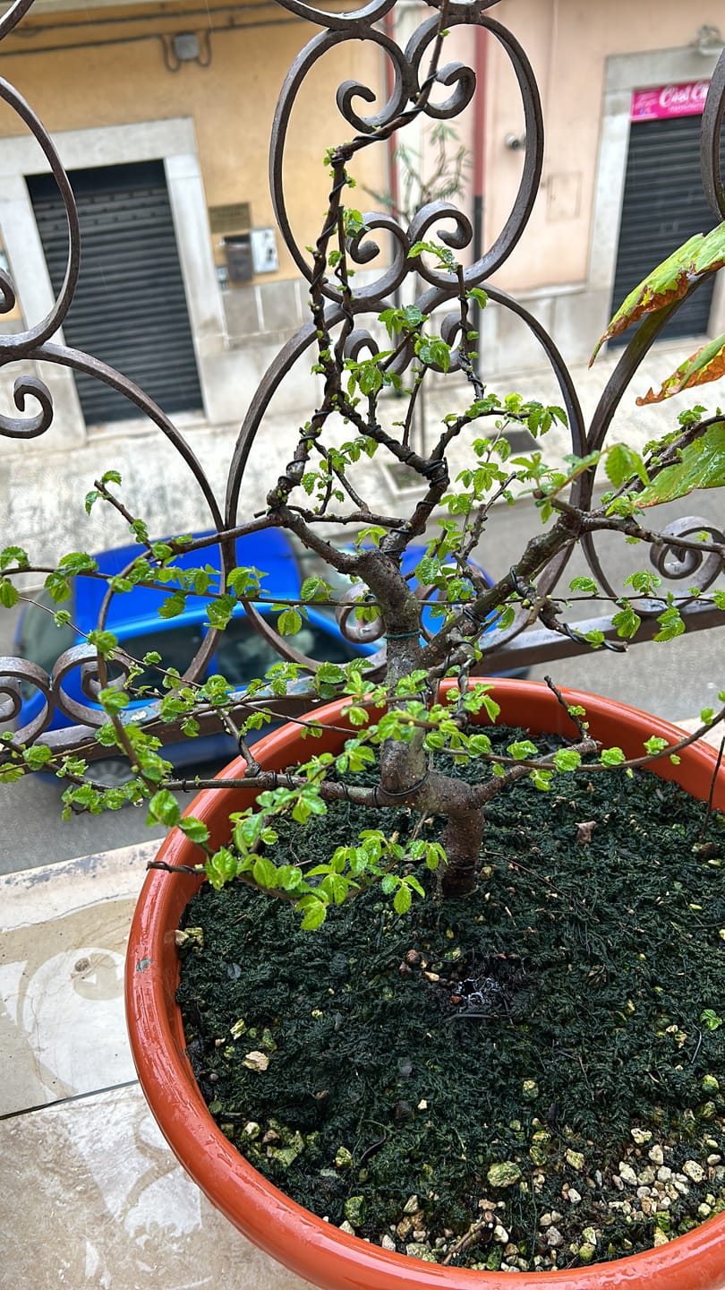 Customer photo review of BASIC CB® (substrato entry level per bonsai)
