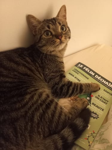 Avis photo d'un client sur Pâtée Chaton Sans Céréales - Truite