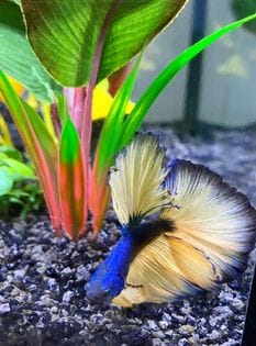 Customer photo review of Mustard Gas Blue Halfmoon Male Betta Fish