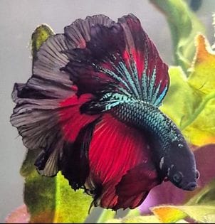 Customer photo review of Red Copper Halfmoon Male Betta Fish