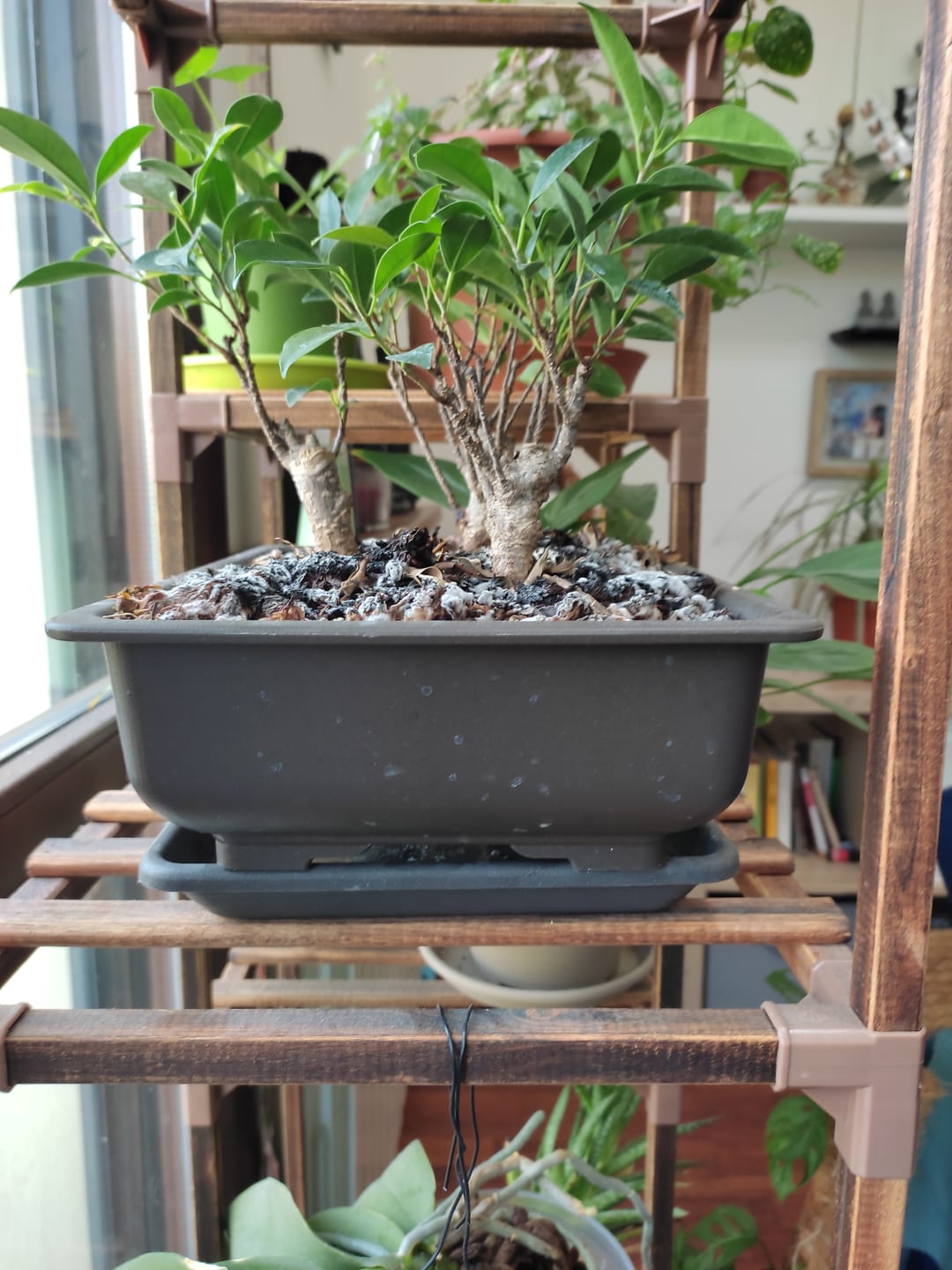 Customer photo review of VASI BONSAI PLASTICA RIGIDA PROFESSIONALI