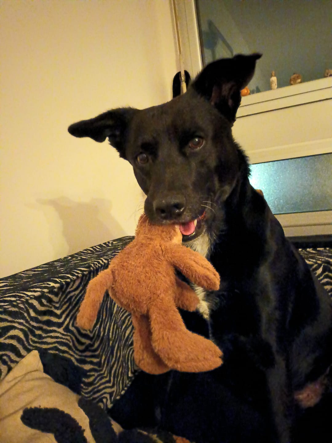 Customer photo review of Croquettes de volaille riches en ingrédients frais - Moy. / Grande taille (chien adulte)