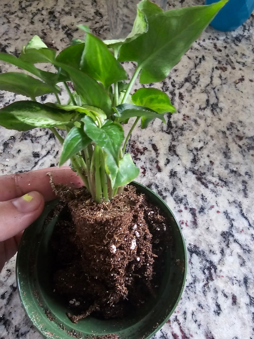 Customer photo review of Syngonium podophyllum 'Randy'