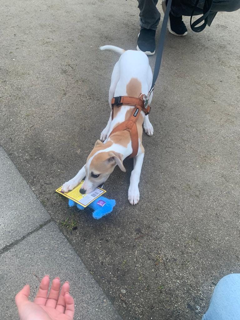 Customer photo review of Hundegeschirr FUN Welpe/Windspiel "Caramel"
