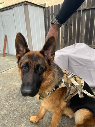 Customer photo review of Classic Heavy-Duty Tactical No-Pull Team K9™ Dog Harness With Front & Back D-Rings, Quick-Release Metal-Buckles, Hook & Loop Panels, & Top Handle