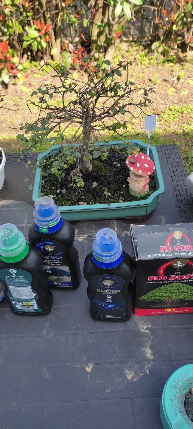 Customer photo review of KRIPTON CB® (Probiotico professionale per bonsai)
