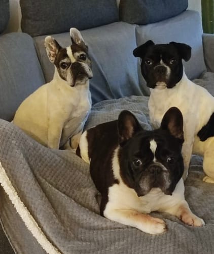 Customer photo review of Linea Grain Free - Maiale con Patate Dolci e Mele - Cane Adulto