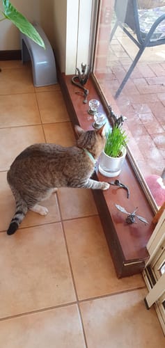 Customer photo review of MICHU All-in-One Soil-Free Cat Grass Grow Kit with Australian Seed and Mulch, Made in Australia