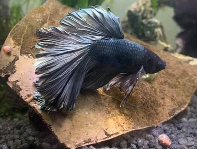 Customer photo review of Copper Steel Halfmoon Male Betta Fish
