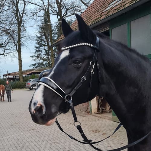 Customer photo review of ✨Limited Edition✨ gebisslose Trense in Lack - Glossy Luxury HB Bridle- das gab es so noch nie !
