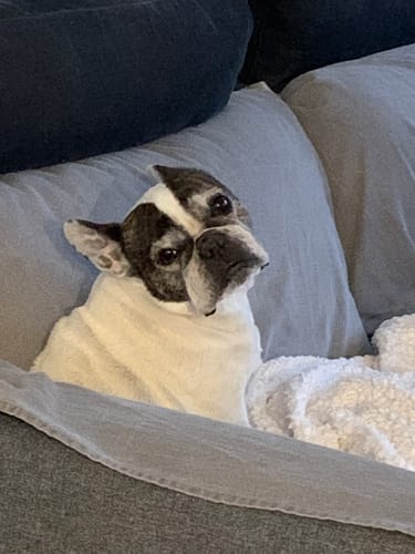 Customer photo review of ProtectionArtro+ 1200mg  Condroprotettore per Cani di taglia Media e Grande (Nuova Formulazione)