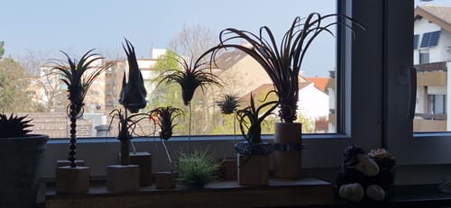 Customer photo review of Tillandsia schiedeana major - Mini Pulk