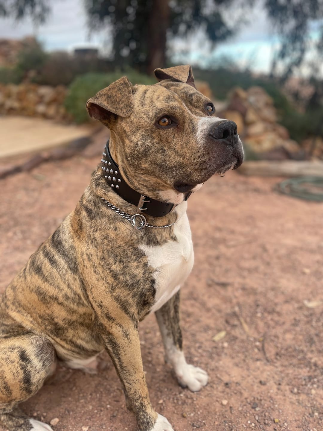 Customer photo review of Hand Made Leather Dog Collar - Ruffneck Black & Chrome (Wide Fit)