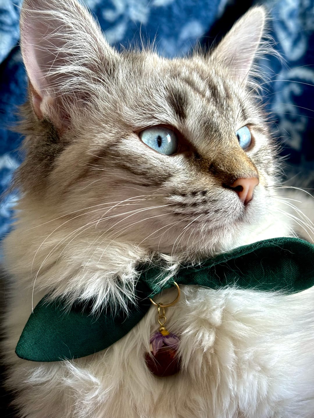 Customer photo review of Forest Green Bow Cat Collar