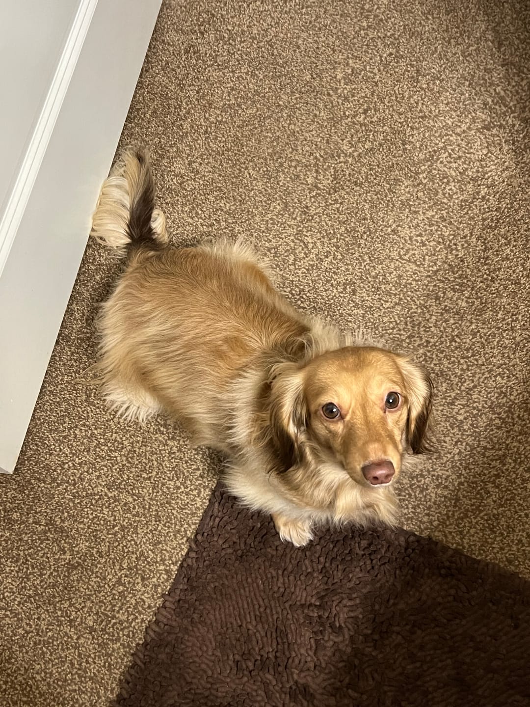 Customer photo review of 12 Inch Standard Braided Bully Stick