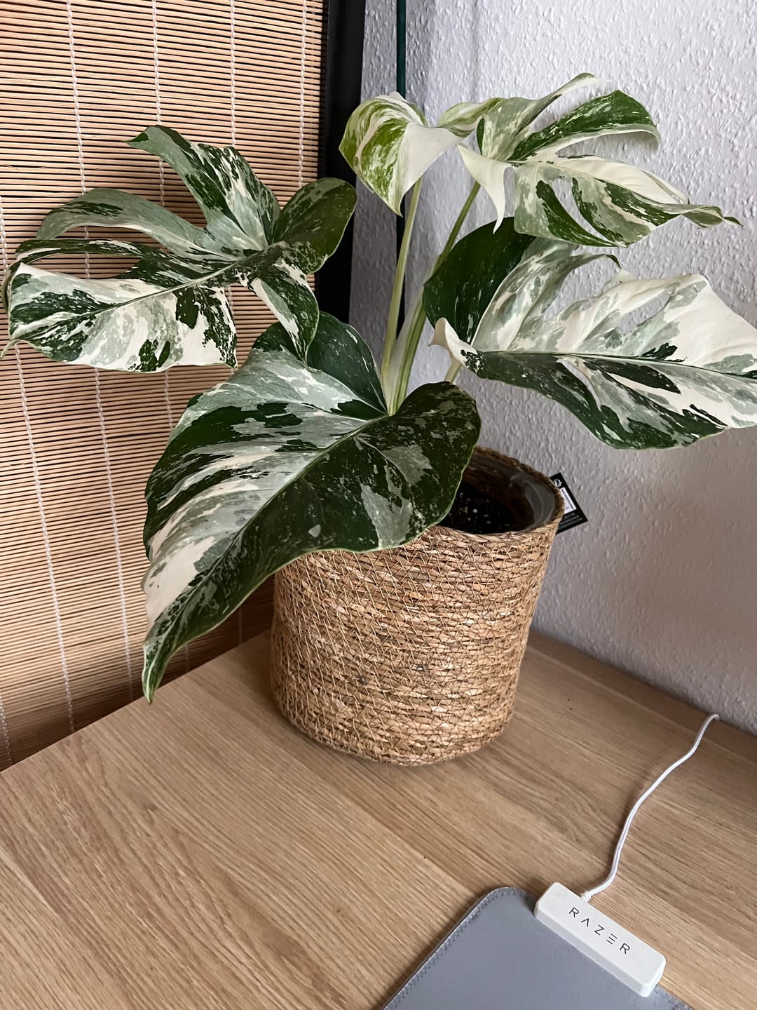 Customer photo review of Monstera Deliciosa Variegata