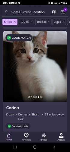 Customer photo review of Create A Custom Cat Pillow