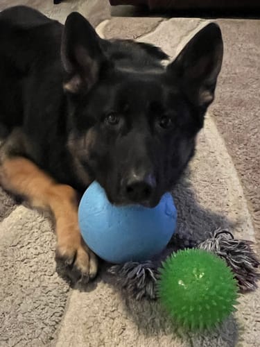 Customer photo review of USA Turkey Tendons