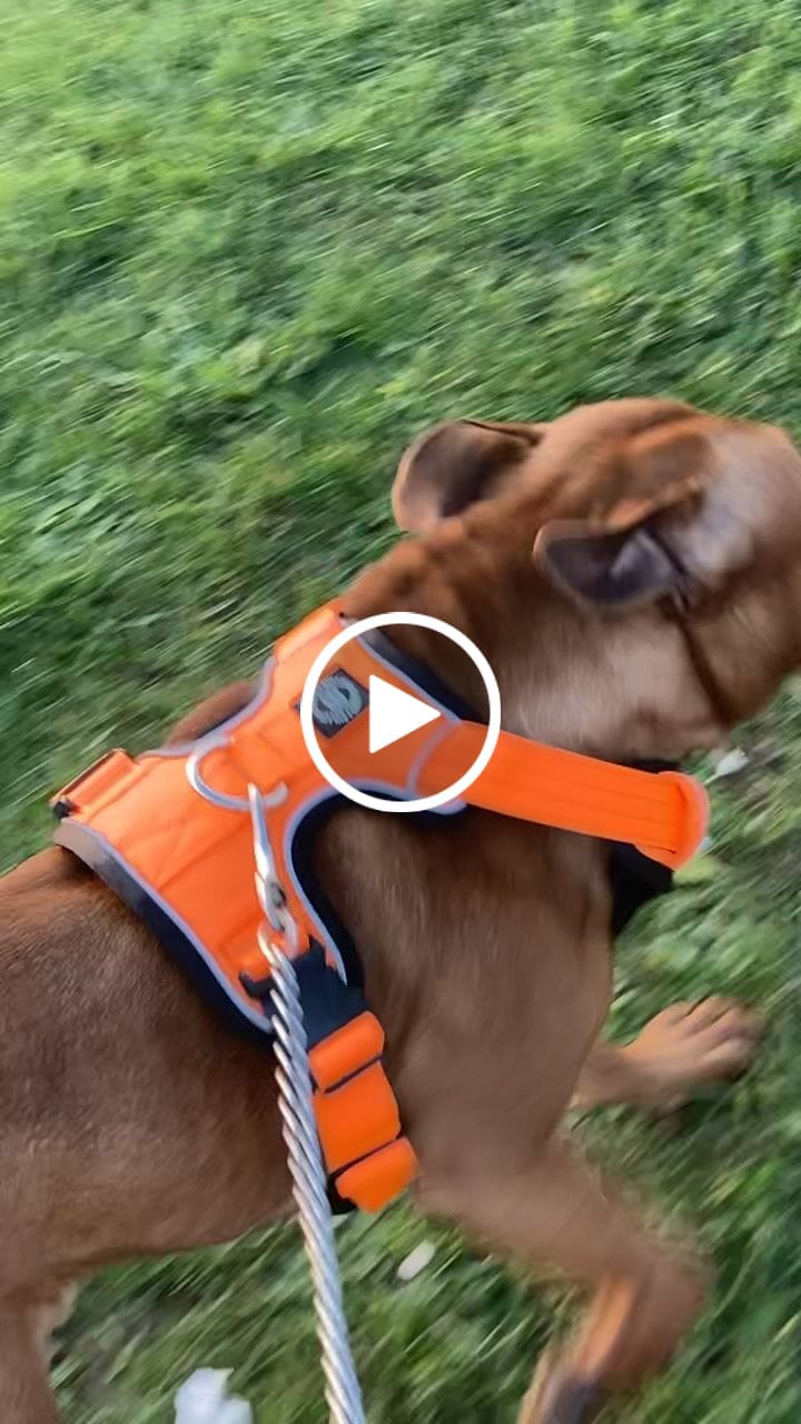 Customer video review of Premium Comfort Harness | Non Restrictive & Adjustable - Orange v2.0