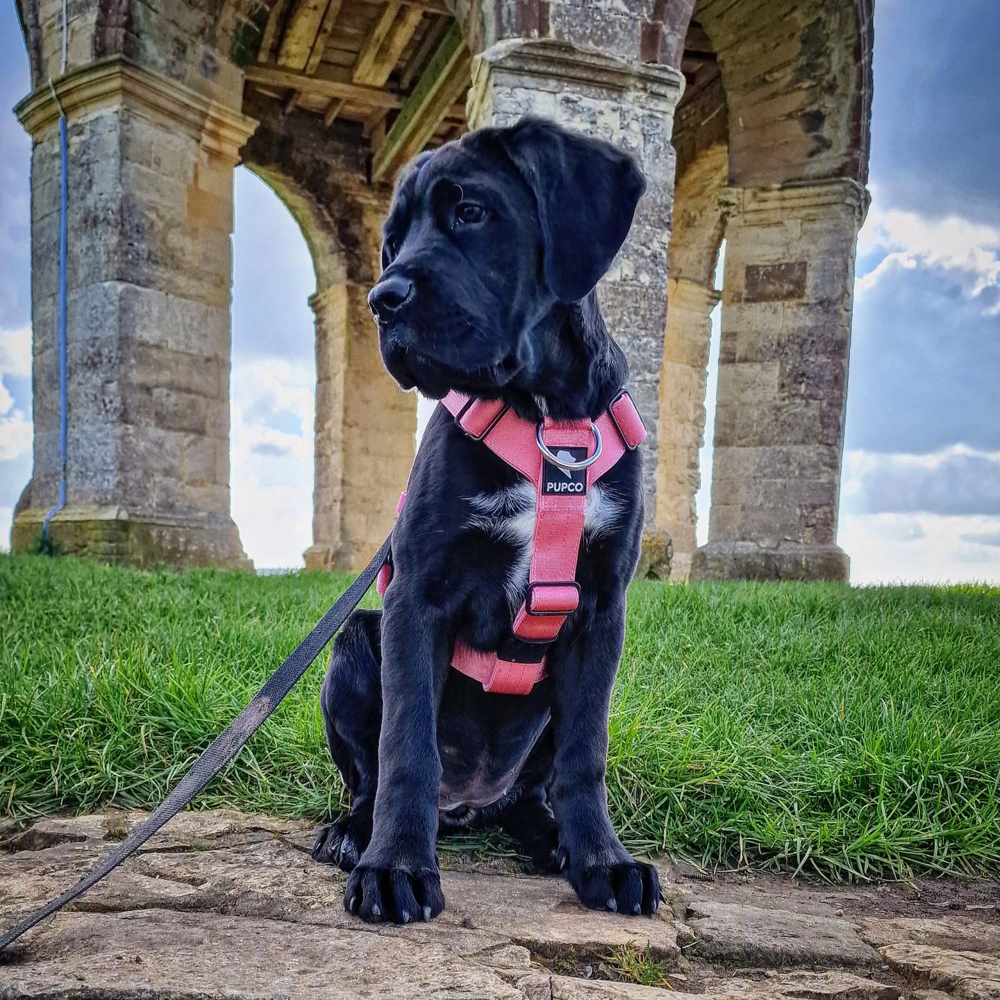 Customer photo review of Ultra Harness - Anti pull - Pink