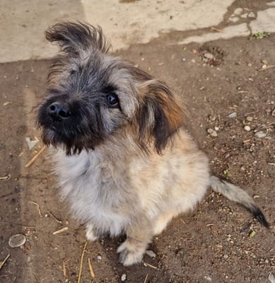Customer photo review of Mikronährstofftest - Mängel Hund