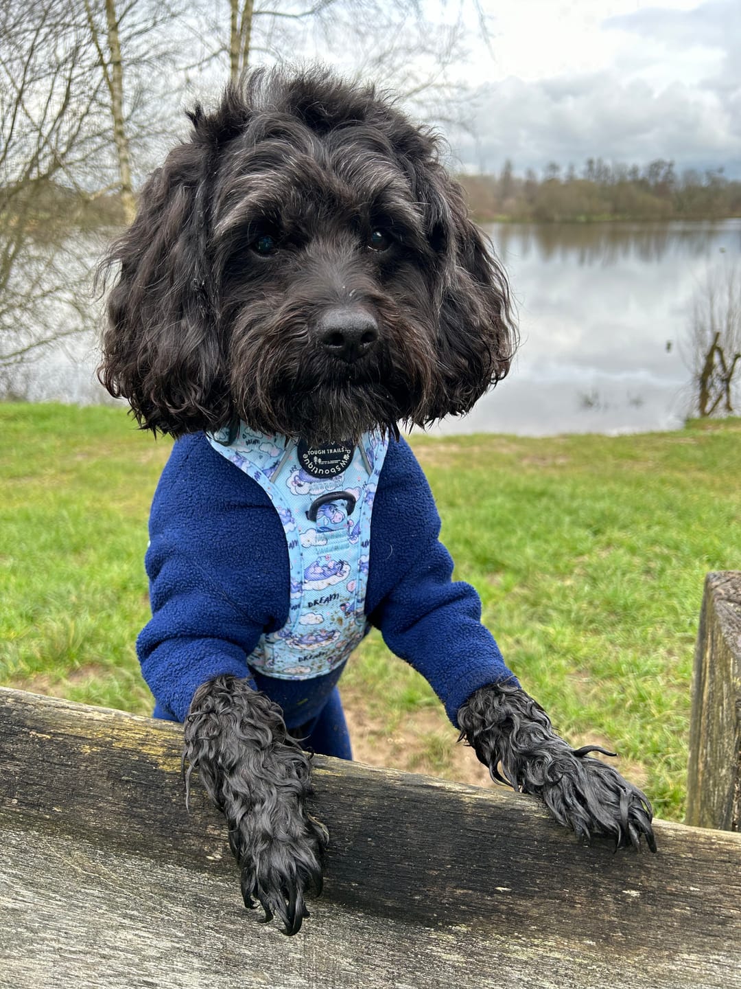 Customer photo review of Tough Trails™ Harness - Eeyore