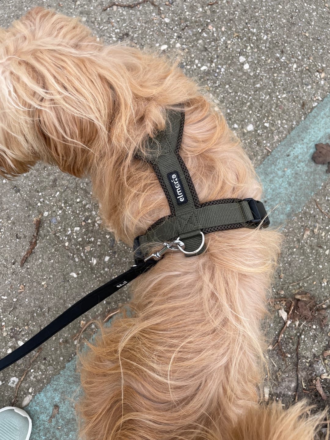 Customer photo review of Hundegeschirr FUN "Mountain Green"